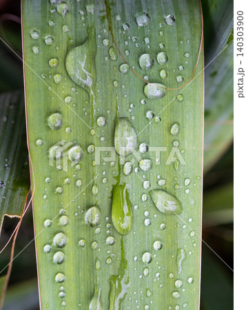 rain drops on green leaf of iris plant close-up rain drops on green leaf of iris plant close-up 140303900