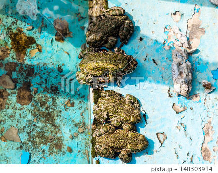 frogs sits in the spring sunshine on steps of pool frogs sits in the spring sunshine on steps of pool 140303914