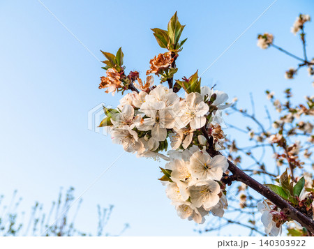 cherry tree branch with white flowers in twilight cherry tree branch with white flowers in twilight 140303922
