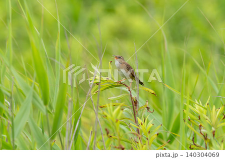 草原の草にとまって囀っているシマセンニュウ 草原の草にとまって囀っているシマセンニュウ 140304069