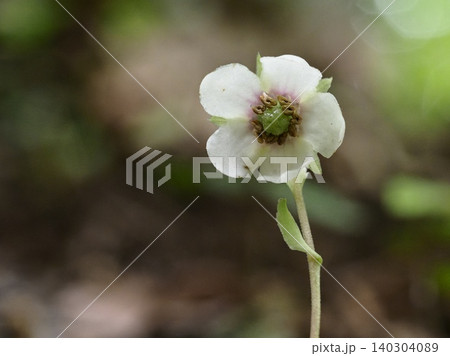 ウメガサソウの花 ウメガサソウの花 140304089