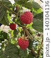 A raspberry bush branch with red berries 140304136