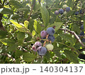 A blueberry bush with ripe, sweet berries. 140304137