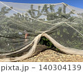 A cherry orchard covered with a net to protect it from the scorching sun 140304139