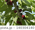 A branch of a cherry tree with fruits 140304140