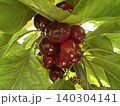A branch of a cherry tree with fruits 140304141