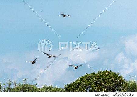 Flock of wild ducks flying above Les Madrigueres wetland under dramatic clouds in coastal Catalonia, Spain Flock of wild ducks flying above Les Madrigueres wetland under dramatic clouds in coastal Catalonia, Spain 140304236