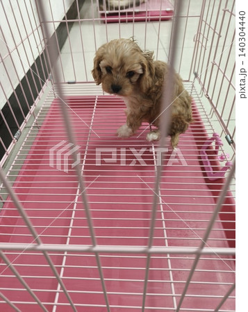 上海のペットショップーコッカプーの赤ちゃん 上海のペットショップーコッカプーの赤ちゃん 140304440