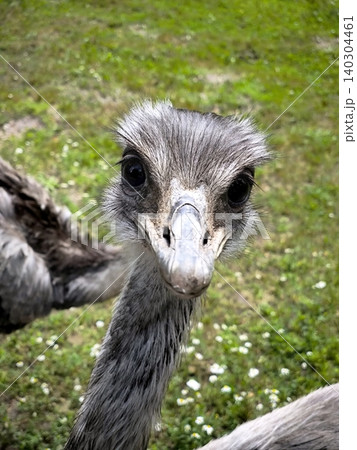 Amusing close-up of an emu looking straight at the camera. Amusing close-up of an emu looking straight at the camera. 140304461