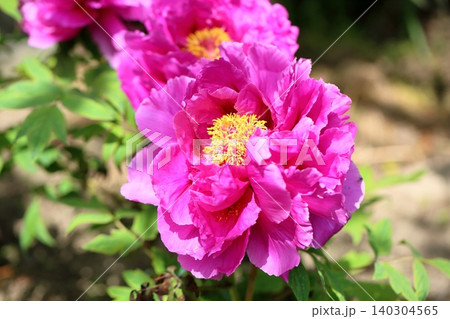 春 華やか 牡丹 満開 春 華やか 牡丹 満開 140304565