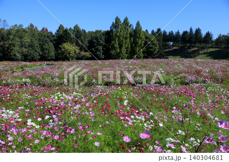 庄原市備北丘陵公園のコスモスの花畑 庄原市備北丘陵公園のコスモスの花畑 140304681
