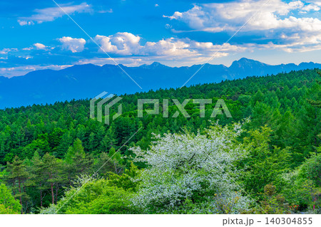 【山梨県】ズミの花咲く清里の美し森から甲斐駒ヶ岳、鳳凰三山を望む　夕景 140304855
