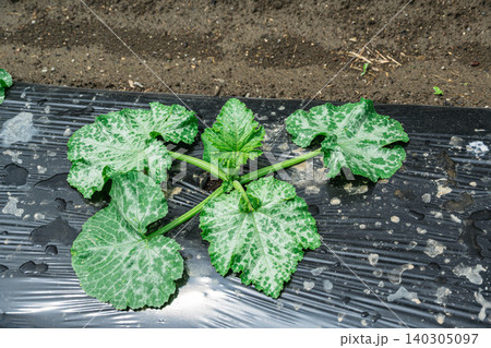 家庭菜園で黒マルチに植えられたズッキーニ 家庭菜園で黒マルチに植えられたズッキーニ 140305097