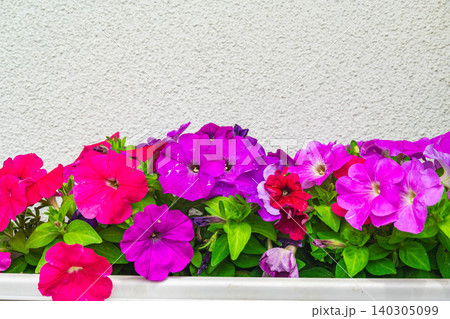プランターに咲く鮮やかなペチュニアの花々 プランターに咲く鮮やかなペチュニアの花々 140305099