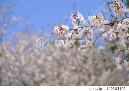 満開の桜と青空（オールドレンズ撮影） 140305103
