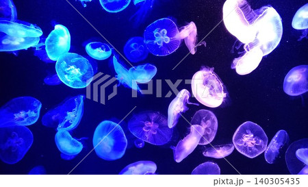 静かな海に浮くアクアリウム 静かな海に浮くアクアリウム 140305435