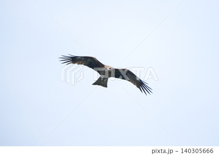 鳥 野鳥 鳥類 140305666