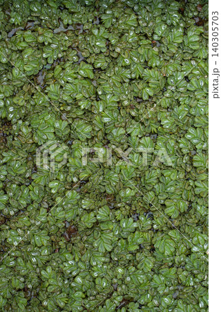 雨粒が葉に溜まる密集した植物 雨粒が葉に溜まる密集した植物 140305703