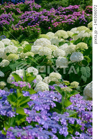 色とりどりに咲いた紫陽花の花畑 色とりどりに咲いた紫陽花の花畑 140306072