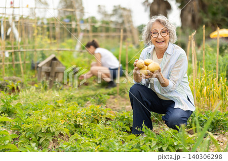 Elderly woman holds farm potatoes in her hands 140306298