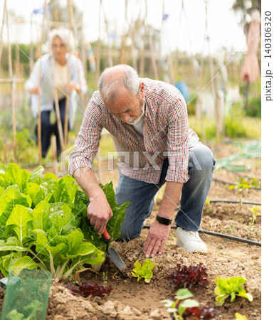 Senior man takes care of the sprouts Senior man takes care of the sprouts 140306320