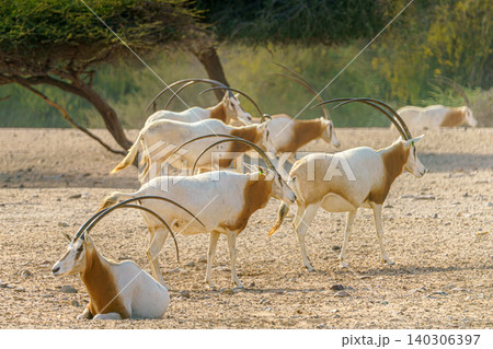 Sir Bani Yas Island, United Arab Emirates - Jan 18 2024, close-up view of a herd of saber-horned antelopes, or Saharan oryx, resting in field at daytime, in a safari parkSir Bani Yas Island, UAE Sir Bani Yas Island, United Arab Emirates - Jan 18 2024, close-up view of a herd of saber-horned antelopes, or Saharan oryx, resting in field at daytime, in a safari parkSir Bani Yas Island, UAE 140306397