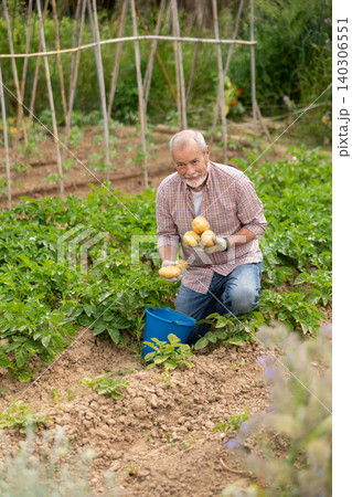 Elderly man holds farm potatoes in hands. Elderly man holds farm potatoes in hands. 140306551
