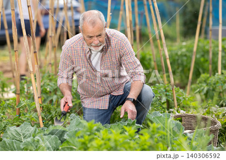 Senior man takes care of the sprouts 140306592