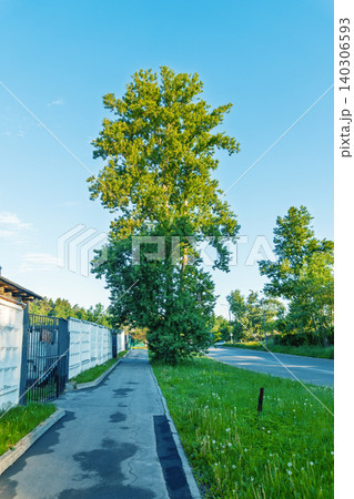 Tall leafy tree beside suburban sidewalk and road at sunrise Tall leafy tree beside suburban sidewalk and road at sunrise 140306593