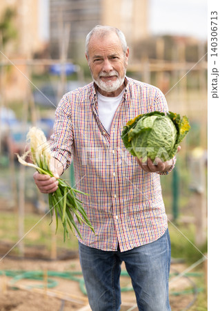 Senior man peasant family collects cabbage green onion harvest Senior man peasant family collects cabbage green onion harvest 140306713