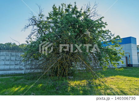 Mature thorny shrub with dense foliage near industrial wall in sunlit yard 140306730