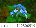 青いガクアジサイをクローズアップでで美しさを表現しました 140306910