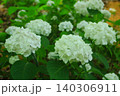 白い紫陽花をクローズアップでで美しさを表現しました 140306911