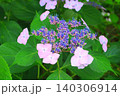 額紫陽花をクローズアップで美しさを表現しました 140306914