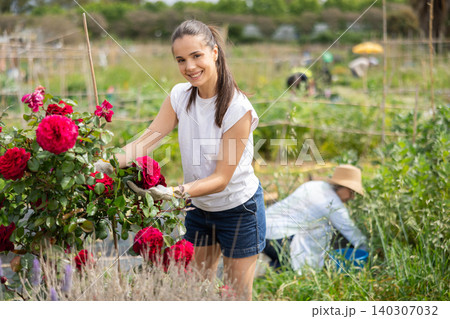 Teenage young girl tends red roses in her garden 140307032