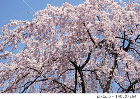 澄み切った青空を背景に満開に咲き誇る見事な枝垂れ桜 澄み切った青空を背景に満開に咲き誇る見事な枝垂れ桜 140307264