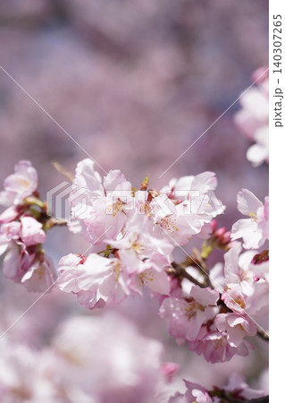 柔らかなボケ味を背景に咲く可愛らしいピンクの桜の花 柔らかなボケ味を背景に咲く可愛らしいピンクの桜の花 140307265
