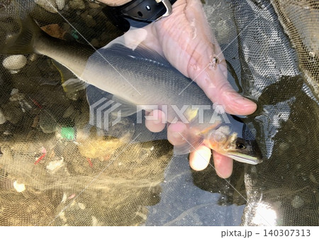 しゃくり漁で釣り上げた鮎 しゃくり漁で釣り上げた鮎 140307313