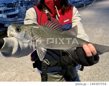 釣り上げた魚 釣り上げた魚 140307358