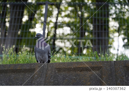 緑の木々を背景にコンクリート塀に止まって休む鳩 緑の木々を背景にコンクリート塀に止まって休む鳩 140307362