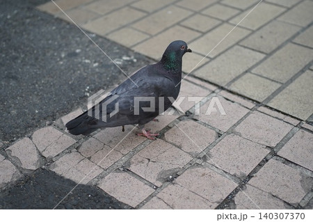 都会のタイル張りの歩道を歩く一羽の鳩のクローズアップ 都会のタイル張りの歩道を歩く一羽の鳩のクローズアップ 140307370
