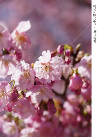 柔らかな前ボケ越しに見る満開の可愛らしいピンクの河津桜 柔らかな前ボケ越しに見る満開の可愛らしいピンクの河津桜 140307619