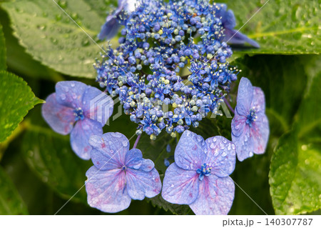 雨上がりの紫の紫陽花の花、日本の梅雨の景色 雨上がりの紫の紫陽花の花、日本の梅雨の景色 140307787