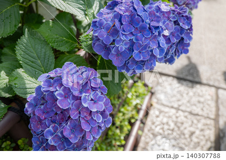 雨上がりの紫の紫陽花の花、日本の梅雨の景色 140307788