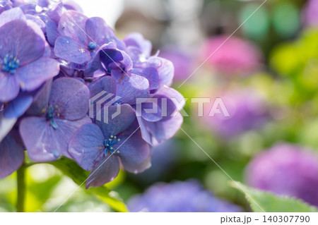 雨上がりの紫の紫陽花の花、日本の梅雨の景色 雨上がりの紫の紫陽花の花、日本の梅雨の景色 140307790