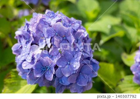 雨上がりの紫の紫陽花の花、日本の梅雨の景色 雨上がりの紫の紫陽花の花、日本の梅雨の景色 140307792