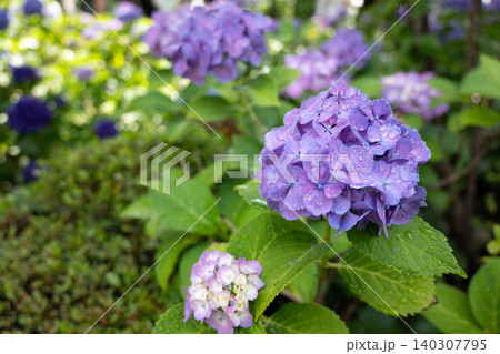雨上がりの紫の紫陽花の花、日本の梅雨の景色 雨上がりの紫の紫陽花の花、日本の梅雨の景色 140307795
