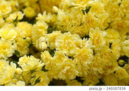 満開の黄色いモッコウバラの花 満開の黄色いモッコウバラの花 140307836