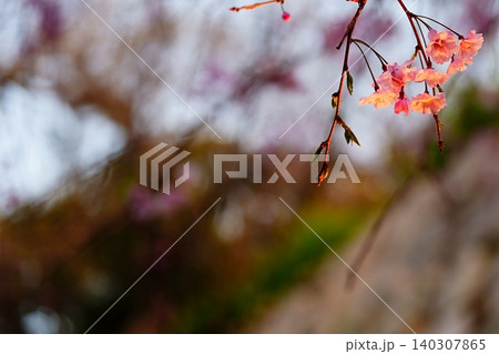 夕暮れに咲く枝垂れ桜と柔らかな春のボケ 夕暮れに咲く枝垂れ桜と柔らかな春のボケ 140307865