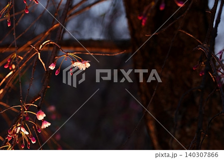 夕日に照らされる枝垂れ桜の花と蕾 夕日に照らされる枝垂れ桜の花と蕾 140307866